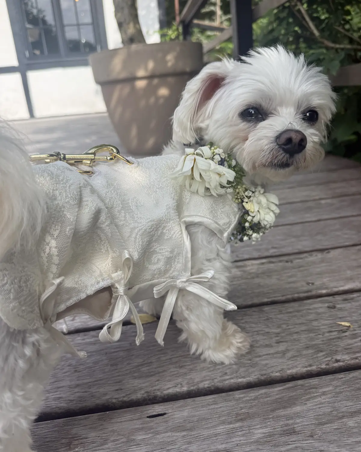 Nellie, en lille hvid malteser, i blondetøj og med blomsterkrave på sine ejeres bryllupsdag