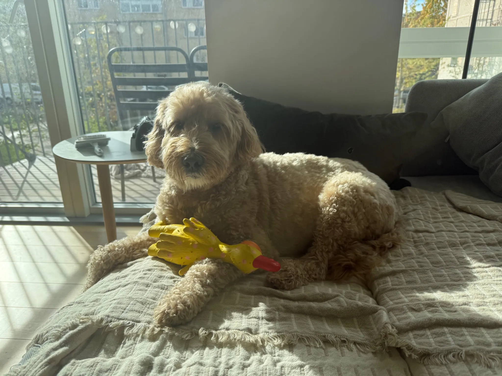 En krøllet hund slapper af i en solrig sofa under et pensionsophold