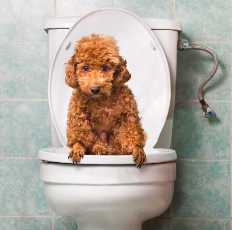 Urinary Tract Infection in Dogs – MyPeterinarian