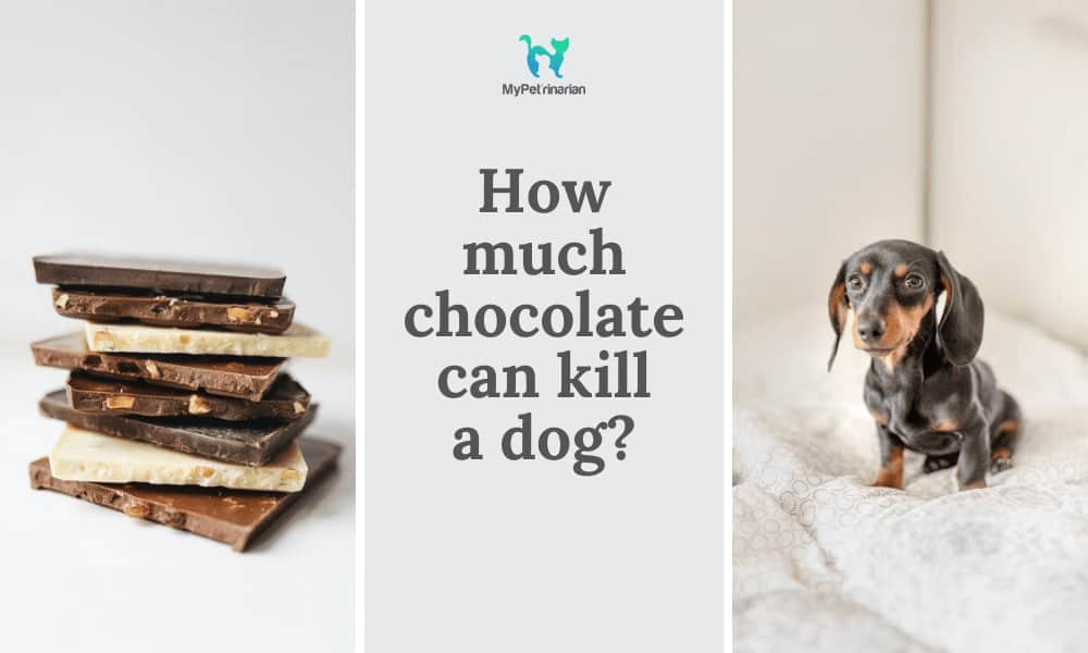 can dogs eat chocolate
